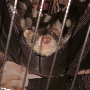 Meet your Posher, Alexis